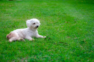 dört ayaklı arkadaş