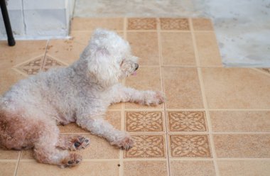 dört ayaklı arkadaş.