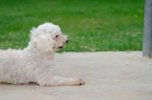 Amigo de cuatro patas — Foto de Stock