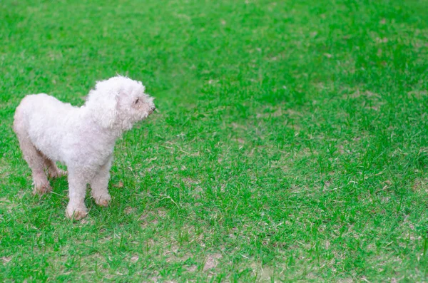 Amigo de cuatro patas — Foto de Stock