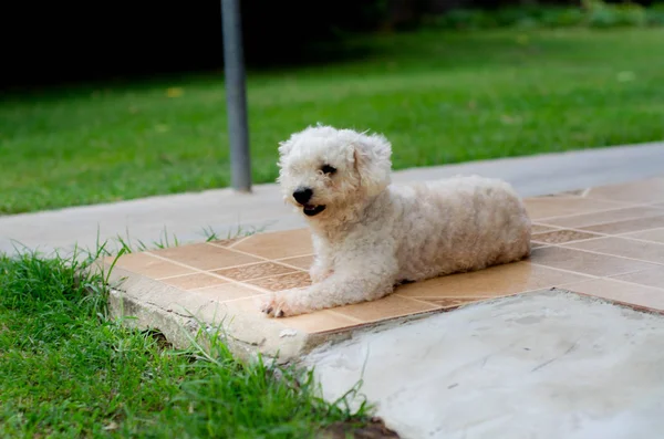 Amigo de cuatro patas — Foto de Stock