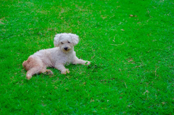 Amigo de cuatro patas —  Fotos de Stock