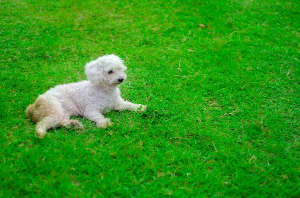 Amigo de cuatro patas — Foto de Stock