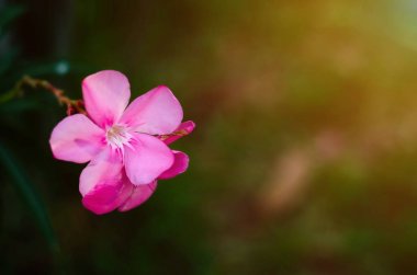 Güzel doğal kavram.