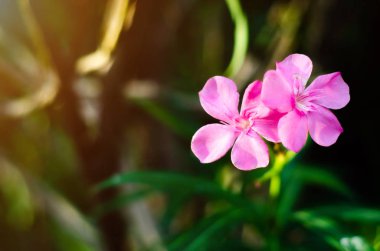 Güzel doğal kavram.