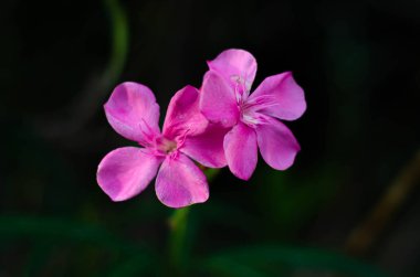 Güzel doğal kavram.