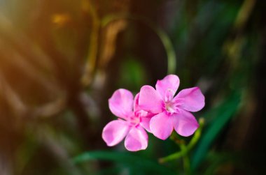 Güzel doğal kavram.