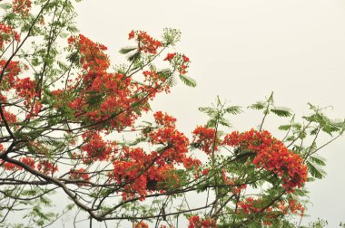 seçici odak noktasında royalpoinciana
