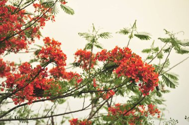 seçici odak noktasında royalpoinciana
