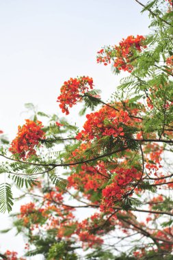 seçici odak noktasında royalpoinciana