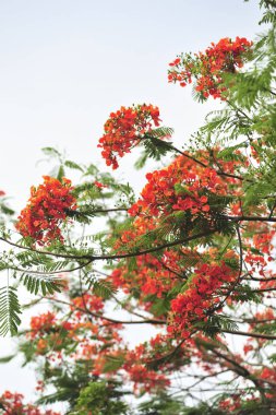 seçici odak noktasında royalpoinciana