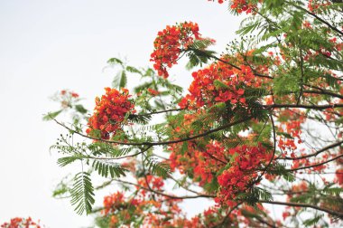 seçici odak noktasında royalpoinciana