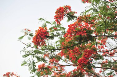 seçici odak noktasında royalpoinciana