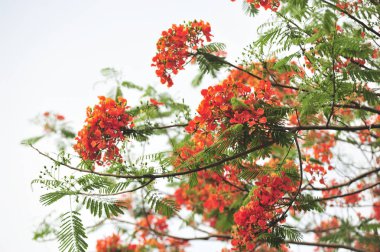 seçici odak noktasında royalpoinciana