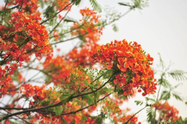 seçici odak noktasında royalpoinciana