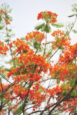 seçici odak noktasında royalpoinciana
