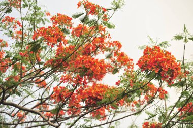 seçici odak noktasında royalpoinciana