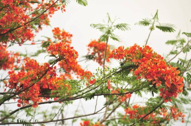 seçici odak noktasında royalpoinciana