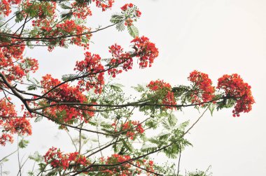 seçici odak noktasında royalpoinciana