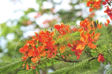 seçici odak noktasında royalpoinciana