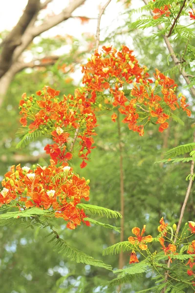 Royalpoinciana Selektywnym Punkcie Ostrości — Zdjęcie stockowe