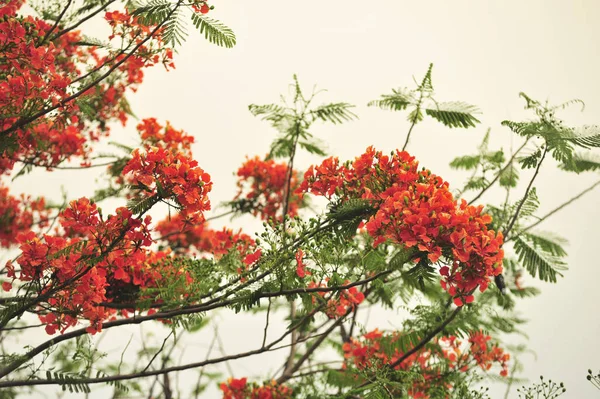 seçici odak noktasında royalpoinciana