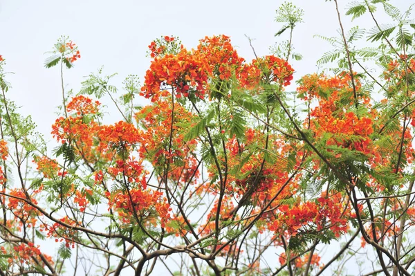 Royalpoinciana Selektivním Ohnisčním Bodu — Stock fotografie