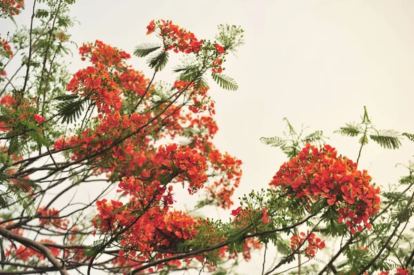 Royalpoinciana Selektivním Ohnisčním Bodu — Stock fotografie