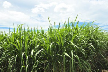 Mavi gökyüzü arka planda şeker kamışı