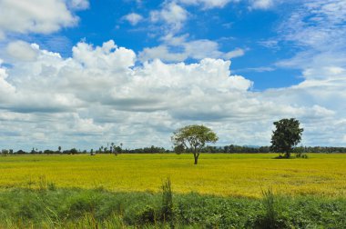 mavi gökyüzü arka plan tarlasında