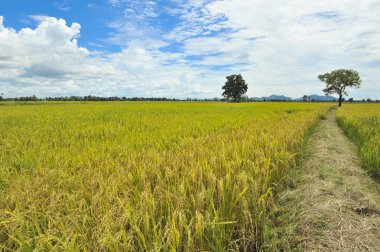 Paddy mavi gökyüzü arka planda