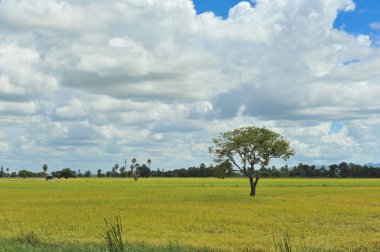 mavi gökyüzü arka plan tarlasında