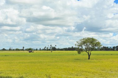 mavi gökyüzü arka plan tarlasında