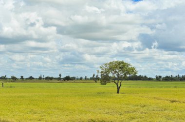 mavi gökyüzü arka plan tarlasında