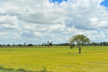 mavi gökyüzü arka plan tarlasında
