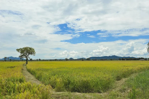 Paddy Blauwe Hemelachtergrond — Stockfoto