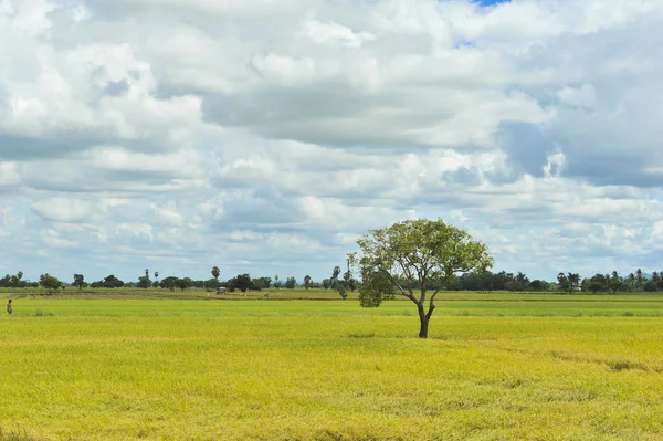 Cornfield Blauwe Hemelachtergrond — Stockfoto