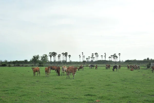 Vache Dans Champ Vert — Photo