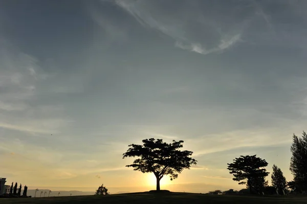 Árbol Silueta Con Salida Del Sol —  Fotos de Stock