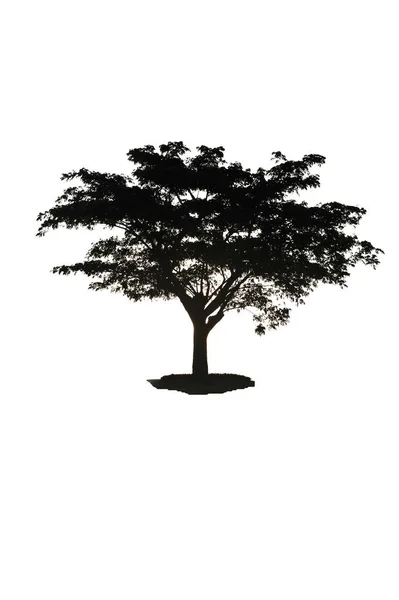 Albero Isolato Sfondo Bianco — Foto Stock