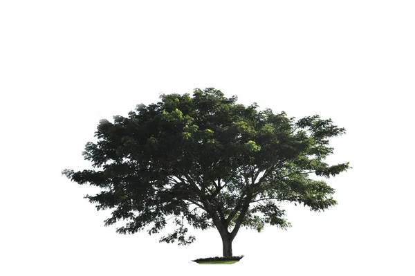 Tree Isolate White Background — Stock Photo, Image