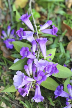 Sarımsak asma Menekşe çiçek seçici odak noktası