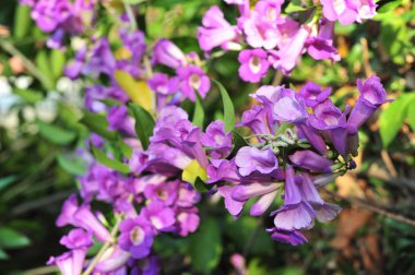 Sarımsak asma Menekşe çiçek seçici odak noktası