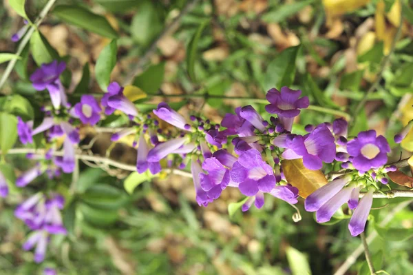 Knoblauch Weinstock Violette Blume Selektiver Brennpunkt — Stockfoto