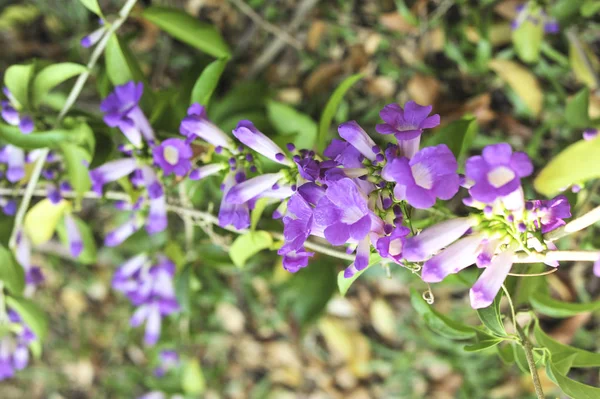 ニンニクつる紫の花セレクティブ フォーカス ポイント — ストック写真