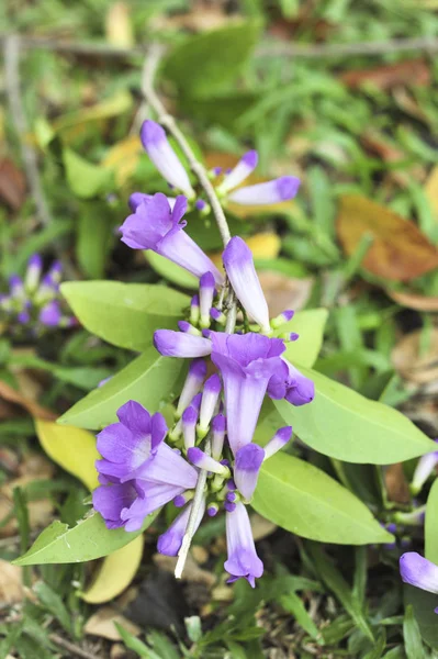 ニンニクつる紫の花セレクティブ フォーカス ポイント — ストック写真