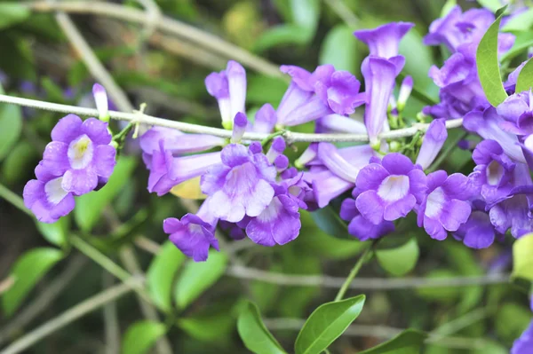 Knoblauch Weinstock Violette Blume Selektiver Brennpunkt — Stockfoto