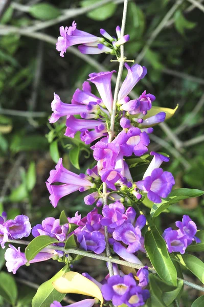 Knoblauch Weinstock Violette Blume Selektiver Brennpunkt — Stockfoto