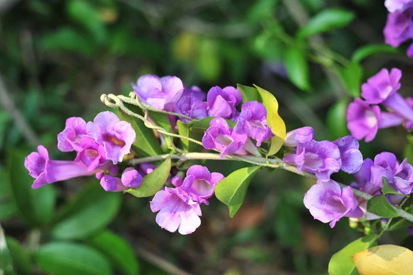 ニンニクつる紫の花セレクティブ フォーカス ポイント — ストック写真