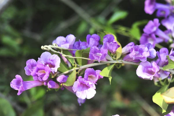 Vitlök Vinstockar Violett Blomma Selektiv Fokuspunkt — Stockfoto